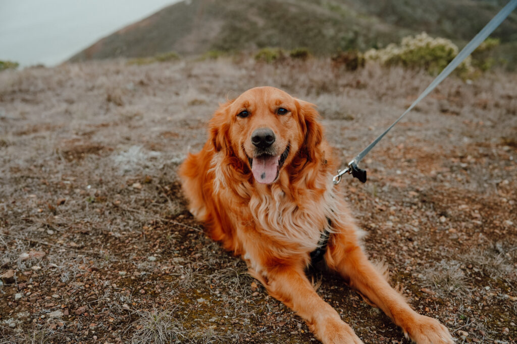 marin headlands san francisco pet family photos