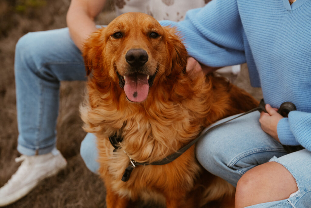 marin headlands san francisco pet family photos