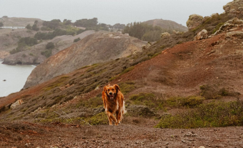 marin headlands san francisco pet family photos