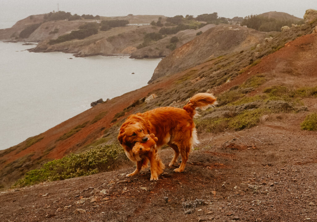 marin headlands san francisco pet family photos