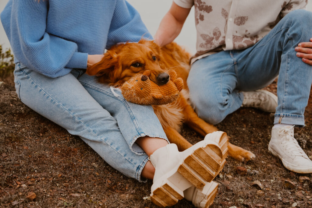 marin headlands san francisco pet family photos