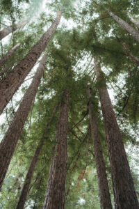 NicoleJKimPhotography NickandRobin Wedding PemaOselLing